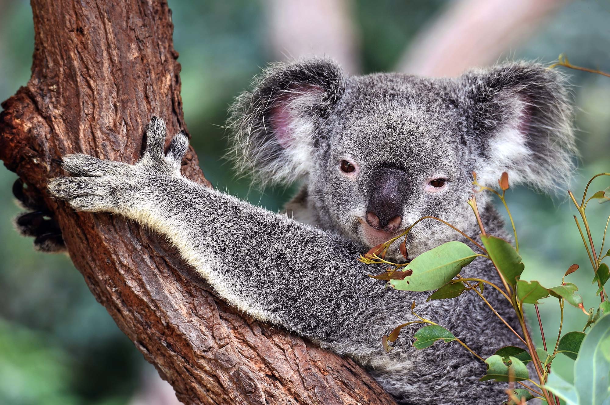 help-enforce-a-koala-protection-act-thevocalminority