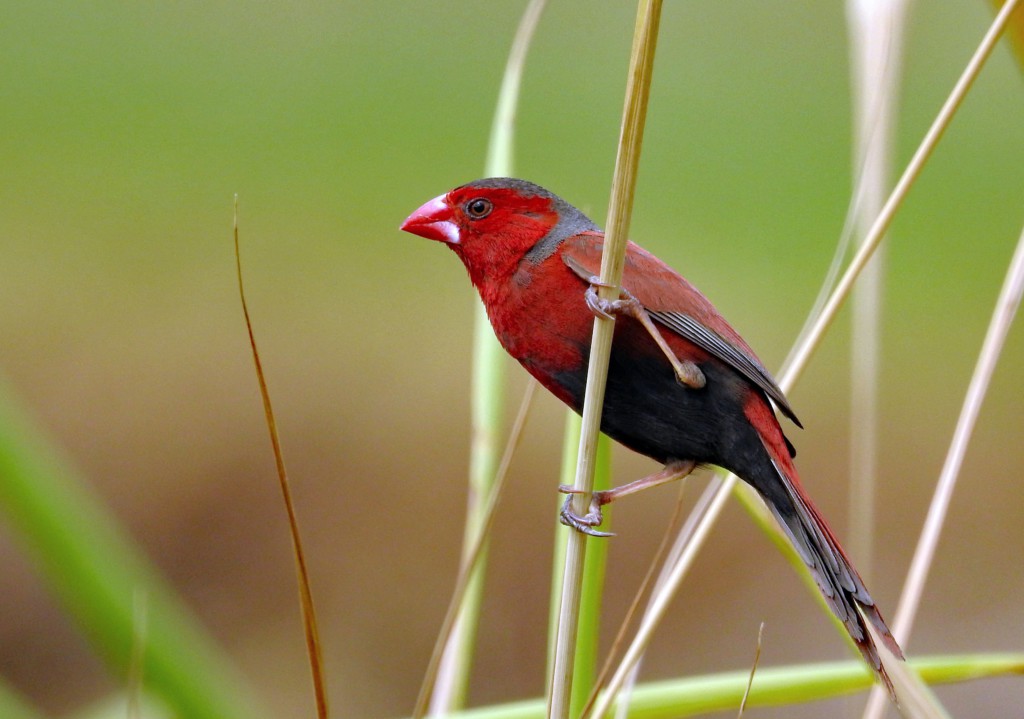 fixing-australia-s-biodiversity-laws-thevocalminority